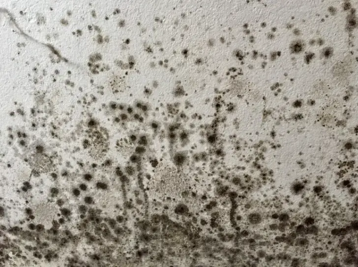 Damp & mould on a bathroom wall that needs to be removed 