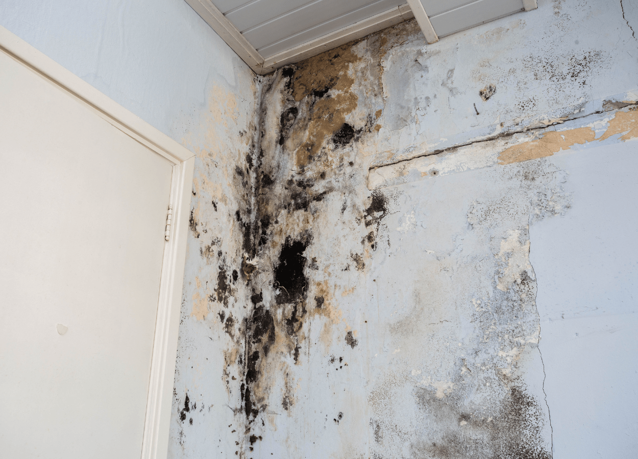 A home that has obvious signs of water damage from a leaking shower cubicle that is causing black mould to grow.