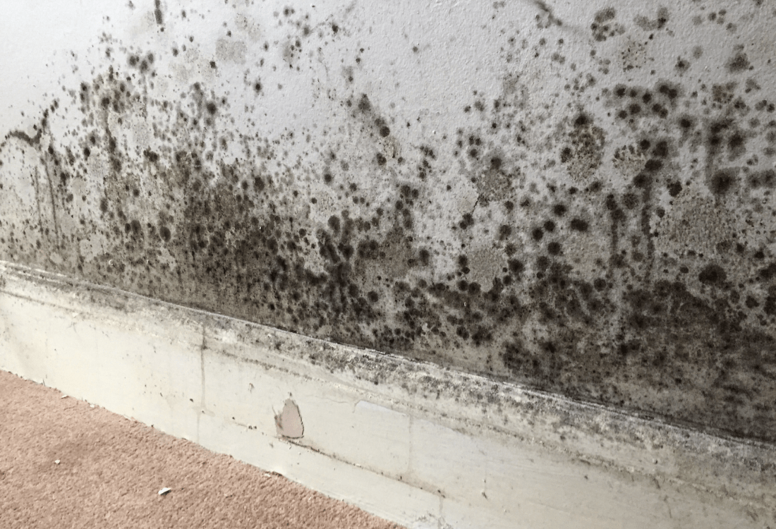 The bottom of a damp wall and skirting board, covered in growing black mould.